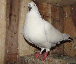 Pigeon Farming Modern Farming Methods Raising Turkeys Pigeon Breeds Pigeon