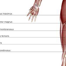 In human anatomy, the muscles of the hip joint are those that cause movement in the hip. Anatomy Of The Hamstring Muscles