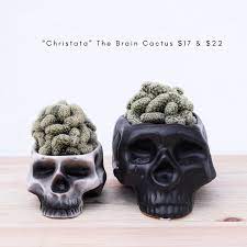 Cristate forms, or crests, occur when the cells of the growing point of a plant g.c. Folia House Brain Cactus Too Creepy Or Into Them Facebook