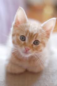 Pin On Kittens
