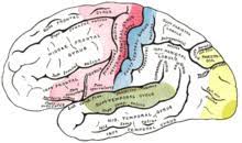 The primary auditory cortex, located in the temporal lobe and connected to the auditory system, is organized so that it responds to neighboring frequencies in the other cells of the cortex. Auditory Cortex Wikipedia