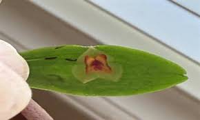 Image result for Cribbia