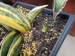 Image result for Sansevieria sinus-simiorum