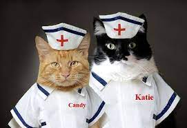 A hilarious cat's blog written by Katie, the sarcastic sharp-tongued kitty  and her girl, GLOGIRLY. | Nurse cat, Cats, Cute animal memes