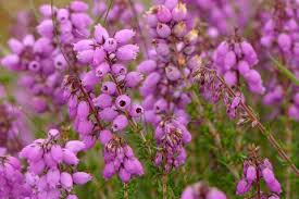 نتیجه جستجوی لغت [heather] در گوگل