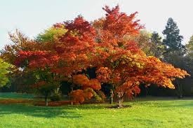 Herbst In Der Flora Dem Botanischen Garten Von Koln Foto Bild Natur Herbst Koln Bilder Auf Fotocommunity