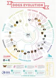 Infographic How Dogs Evolved