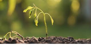 Why Are My Seedlings Wilting – Sprigbox