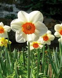 Best Daffodils For Your Region Daffodils Spring Bulbs Narcissus