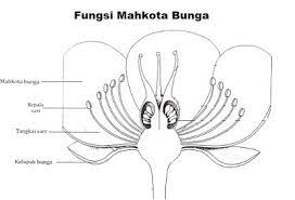 Kumpulan gambar bingkai bunga hitam putih1. 3 Fungsi Mahkota Bunga Pada Tanaman Ilmusiana