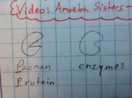 Telophase m = metaphase a = anaphase t = telophase __a_1. Amoeba Sisters Video Enzymes Flashcards Quizlet