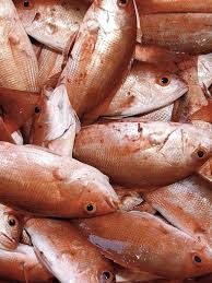 Commerce memos show department knew hazards of extended snapper season