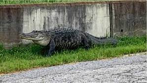 Whether you are hiking through the trails of connecticut or driving down an old road, when you find an abandoned building there are always questions about the story of an empty old mansion or a lonely roadside diner that no longer has patrons to serve. Watch Massive Alligator Spotted In Louisiana Kxan Austin