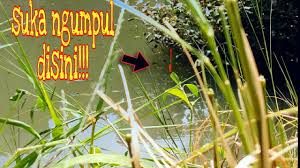 Check spelling or type a new query. Sarang Nila Ikan Nila Suka Sembunyi Di Spot Seperti Ini Youtube