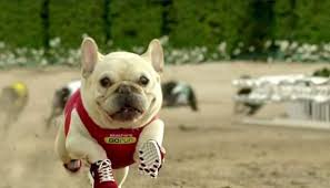 Check spelling or type a new query. Skechers Dog Race Commercial The Super Bowl S Best Msu Advertising Faculty Says Mlive Com