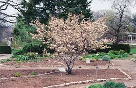 These wonderful items imitate the taste of fresh fruits but with the service berry. Shadblow Serviceberry Clump Amelanchier Canadensis Clump In Burlington Waterdown Dundas Ontario Ontario On At Connon Nurseries
