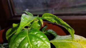 Malaysian explosive ember chilisamen für eine reiche ernte. Chilihead77 De 2015