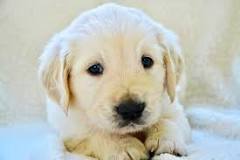 Image result for golden retriever with blue eyes