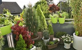 Balkon Gestaltung Mit Pflegeleichten Immergrunen Terrassenpflanzen Pflanzideen Balkon Pflanzen