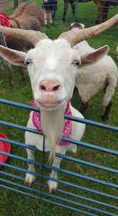 Maybe you would like to learn more about one of these? Happy Tales Traveling Petting Zoo And Ponies Too Hulafrog Bridgewater Nj