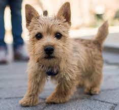 Watson The Norwich Terrier By The Dogist Norwich Terrier Puppy Norwich Terrier Pitbull Terrier