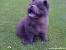 Chow Chow Skin Problems