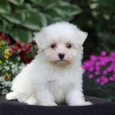 Our home is in the country on 4+ acres of land, where our bichons have access to lots of room for exercise and play. Maltichon Puppies For Sale Greenfield Puppies