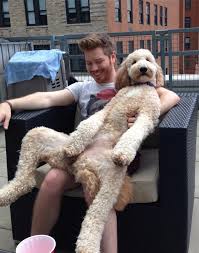 Pin By Jenny Zhu On Adorbs Huge Dogs Funny Dogs Cute Animals