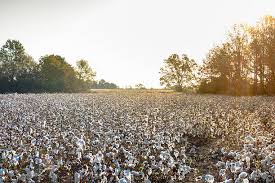 60+ Mississippi Cotton Fields Stock Photos, Pictures & Royalty-Free Images  - iStock