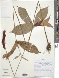 Image result for Hypolytrum heteromorphum