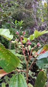 Image result for Dichaetanthera