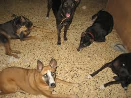 Their other common colours are white, black and grey, spotted. Indian Pariah Dog Dogs We Need To Know