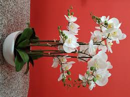 Maybe you would like to learn more about one of these? Floristeria La Camelia Floristerias Santa Cruz De Tenerife Floristeria La Camelia En Santa Cruz De Tenerife Tel 922226 Es104188247 Infobel Local Es