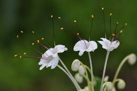 Image result for Clerodendrum incisum