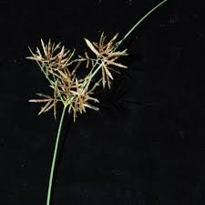 Image result for Pycreus macrostachyus