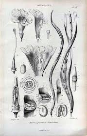 Image result for Stereospermum kunthianum