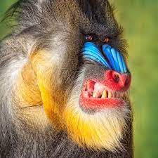 We Are All Timeless Colorful Animals Animals Animals Beautiful