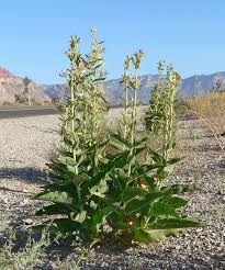 Asclepias Erosa True Desert Milkweed Native Herbaceous Perennial Requires Good Drainage Monarch Queen Butterfly Larval Asclepias Milkweed Plant Plants