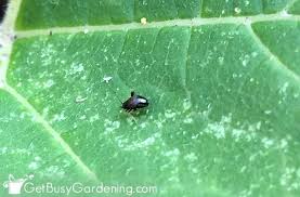 Flea beetles are common pests found on many vegetable crops including radishes, broccoli, cabbage, turnips, eggplant severe flea beetle damage can result in wilted or stunted plants. How To Control Flea Beetles In The Organic Garden Get Busy Gardening