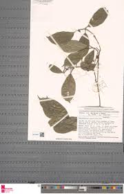 Image result for Maesobotrya