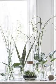 Wil Je Zelf Een Planten Terrarium Maken Wij Leggen Je Uit Hoe Je Heel Gemakkelijk Een Eigen Mini Ecosysteem In Een Fles Maa Planten Kamerplanten Binnenplanten