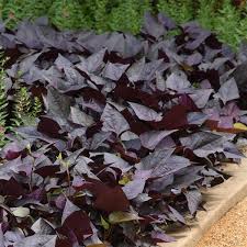 Maybe you would like to learn more about one of these? Solarpower Black Heart Ipomoea