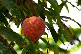 Image result for Annona reticulata