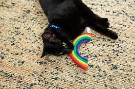 Might take a week or so to notice a difference. Is My Cat Happy Battersea Dogs Cats Home