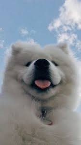 Notitle Samoyeds Tiere Tiere Bilder Tiere Zitate Hayvanlar Ev Kopekleri Hayvan Mizahi