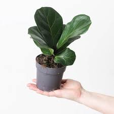 Image result for Ficus tesselata