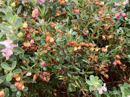 Image result for Hermannia kirkii