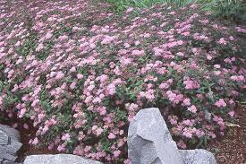 Image result for Spiraea japonica ´Little Princess