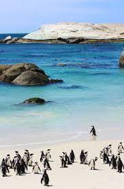 Penguin Colonies At Boulders Beach Cape Town South Africa Africa Destinations Boulder Beach South Africa Travel