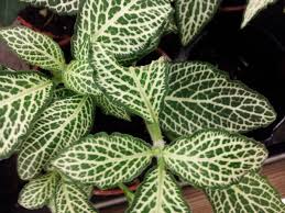 Scegli la consegna gratis per riparmiare di più. Fittonia Coltivazione